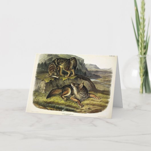 オードボンの四肢動物の大草原ウルフ（コヨーテ） カード (正面)