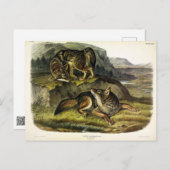 オードボンの四肢動物の大草原ウルフ(コヨーテ) ポストカード (正面/裏面)