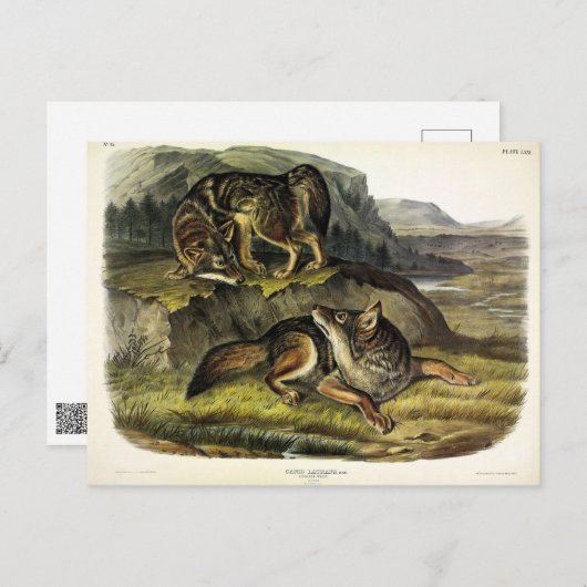 オードボンの四肢動物の大草原ウルフ（コヨーテ） ポストカード (正面/裏面)