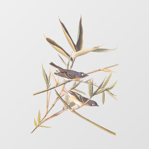 オードボンの孤独なヴィレオのキャッチャーの鳥の杖 ウィンドウサイン