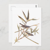 オードボンの孤独なヴィレオのキャッチャーの鳥の杖 ポストカード (正面/裏面)