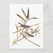 オードボンの孤独なヴィレオのキャッチャーの鳥の杖 ポストカード (正面)