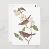 オードボンの白い喉の付いた雀 ポストカード (正面/裏面)