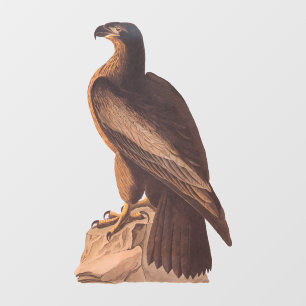 オードボンの若いハゲの鷲 ウィンドウサイン