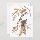 オードボンの虫食い虫 ポストカード (正面/裏面)