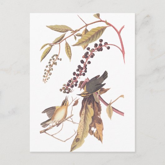 オードボンの虫食い虫 ポストカード (正面)