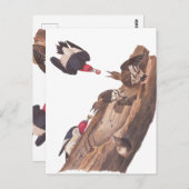 オードボンの赤毛のアカゲラ科 ポストカード (正面/裏面)