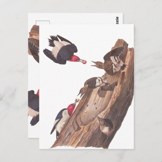 オードボンの赤毛のアカゲラ科 ポストカード (正面/裏面)