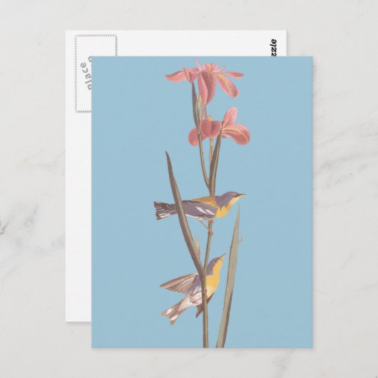 オードボンの青いイエローバックウォーブラーズ ポストカード (正面/裏面)