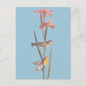 オードボンの青いイエローバックウォーブラーズ ポストカード (正面)