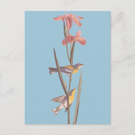 オードボンの青いイエローバックウォーブラーズ ポストカード (正面)