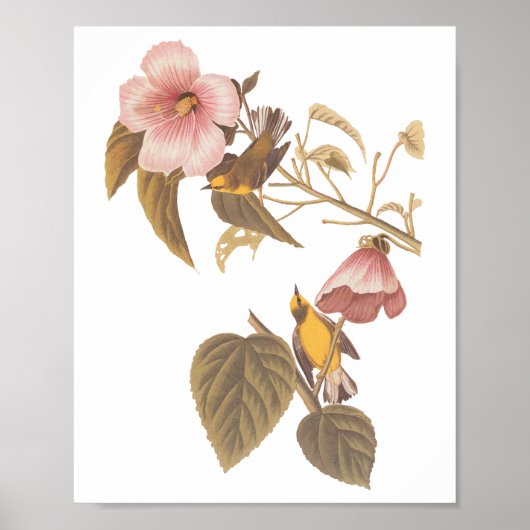オードボンの青い翼を持つ黄色のウグイスの鳴き鳥 ポスター (正面)