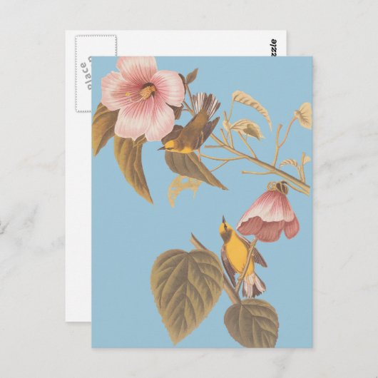 オードボンの青い翼を持つ黄色のウグイスの鳴き鳥 ポストカード (正面/裏面)