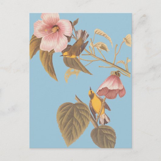 オードボンの青い翼を持つ黄色のウグイスの鳴き鳥 ポストカード (正面)