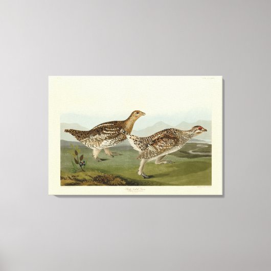 オードボンの鳥たち – アメリカの鳥類 キャンバスプリント (正面)