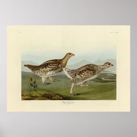 オードボンの鳥たち – アメリカの鳥類 ポスター (正面)