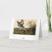 オードボンの鳥たち カード (裏面)