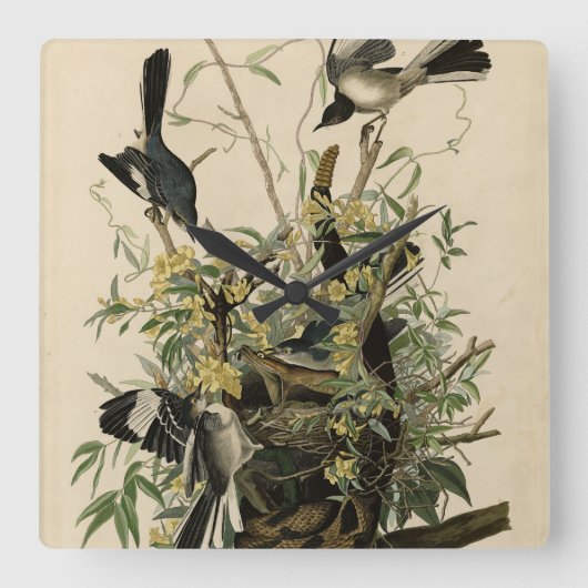 オードボンの鳥たち、北モックの鳥 スクエア壁時計 (正面)