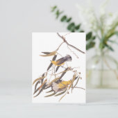 オードボンの黄色いプルトンタリーの鳥ペア ポストカード (スタンド正面)