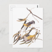 オードボンの黄色いプルトンタリーの鳥ペア ポストカード (正面/裏面)
