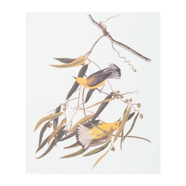 オードボンの黄色いプルトンタリーの鳥ペア メタルプリント (正面)