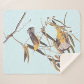 オードボンの黄色いプルトンタリーの鳥類 シェルパブランケット (正面(横))