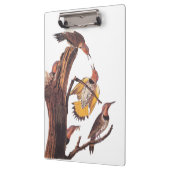 オードボンの黄金翼のキツツキの鳥の科 クリップボード (左)