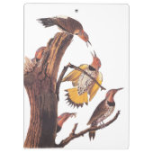 オードボンの黄金翼のキツツキの鳥の科 クリップボード (裏面)