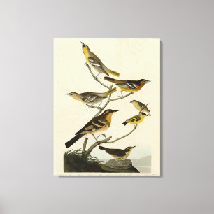 オードボンの『アメリカの鳥』のオリオレス、ツグミ キャンバスプリント