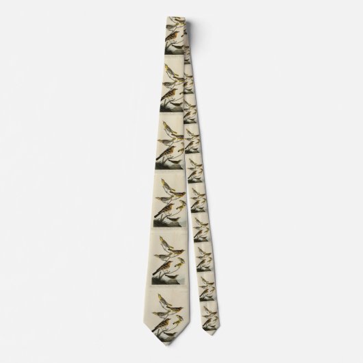 オードボンの『アメリカの鳥』のオリオレス、ツグミ ネクタイ (正面)