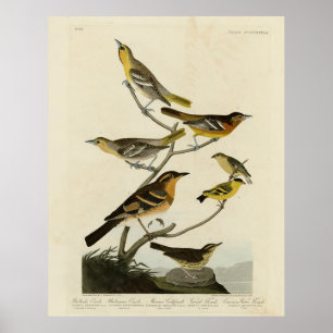 オードボンの『アメリカの鳥』のオリオレス、ツグミ ポスター