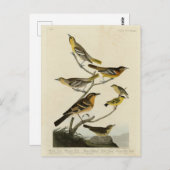 オードボンの『アメリカの鳥』のオリオレス、ツグミ ポストカード (正面/裏面)