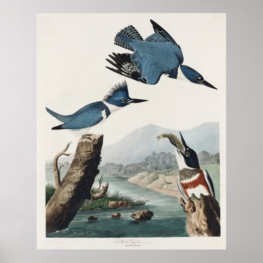 オードボンはカワセミ野生鳥絵を描の鳴き声 ポスター (正面)