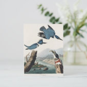 オードボンはカワセミ野生鳥絵を描の鳴き声 ポストカード (スタンド正面)