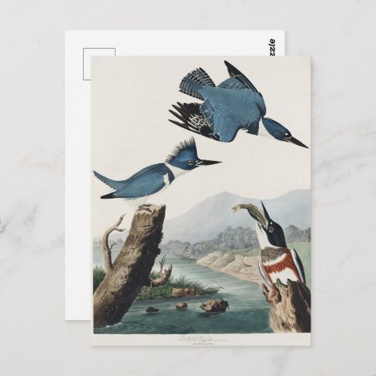 オードボンはカワセミ野生鳥絵を描の鳴き声 ポストカード (正面/裏面)