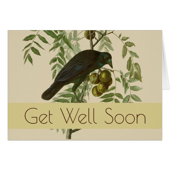 オードボンアメリカクロウブラックバード (正面横)