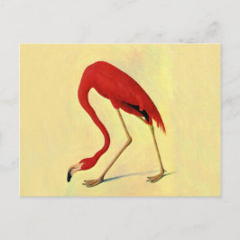 オードボンアメリカンフラミ絵画ンゴ ポストカード