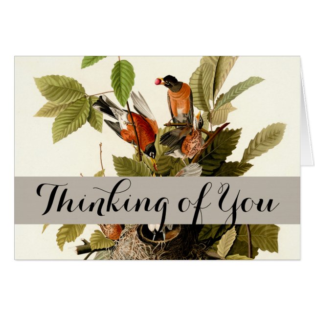 オードボンアメリカンロビンワイルドライフバードイラストレーション (正面横)