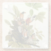 オードボンアメリカンロビンワイルドライフバードイラストレーション ガラスコースター (裏面)