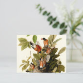 オードボンアメリカンロビンワイルドライフバードイラストレーション ポストカード (スタンド正面)