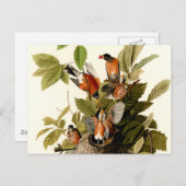 オードボンアメリカンロビンワイルドライフバードイラストレーション ポストカード (正面/裏面)