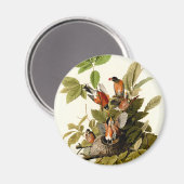 オードボンアメリカンロビンワイルドライフバードイラストレーション マグネット (正面/裏面)