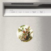 オードボンアメリカンロビンワイルドライフバードイラストレーション マグネット (インサイチュ (食洗機))