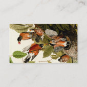 オードボンアメリカンロビンワイルドライフバードイラストレーション 名刺 (裏面)