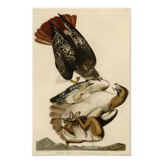 オードボンイラストレーション赤尾ホーク フォトプリント (正面)