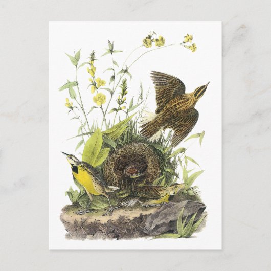 オードボンイースタンメドーラード ポストカード (正面)