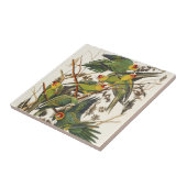 オードボンカロライナオウムイラストレーション タイル (側面)