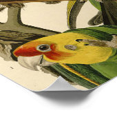 オードボンカロライナオウムイラストレーション ポスター (角)