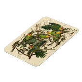 オードボンカロライナオウムイラストレーション マグネット (左側)