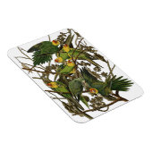 オードボンカロライナオウムイラストレーション マグネット (右側)